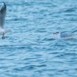 Mouettes mélanocéphale et rieuse